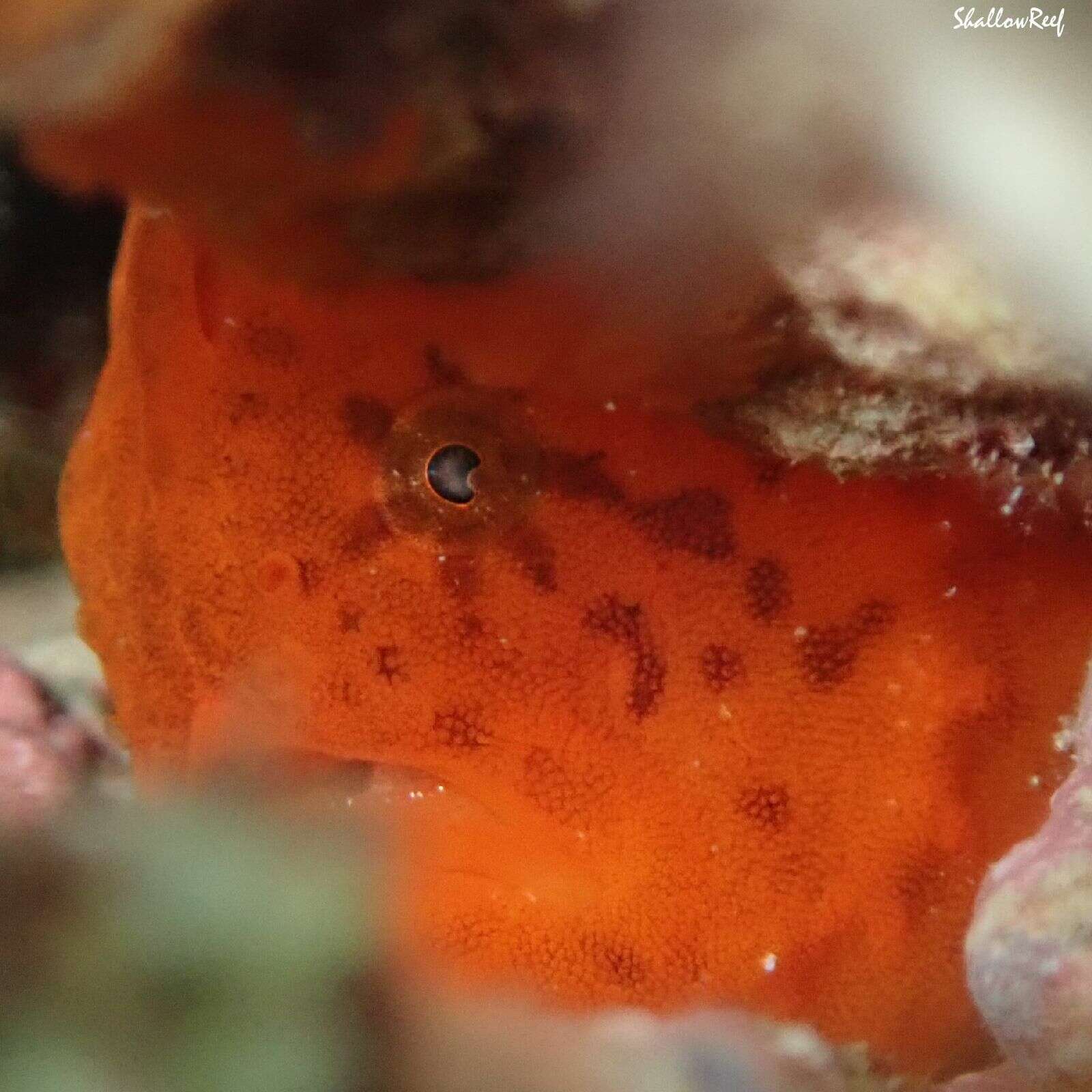 Image of Bandfin frogfish