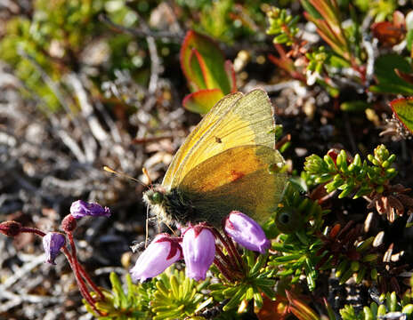 Image of <i>Colias hecla sulitelma</i>