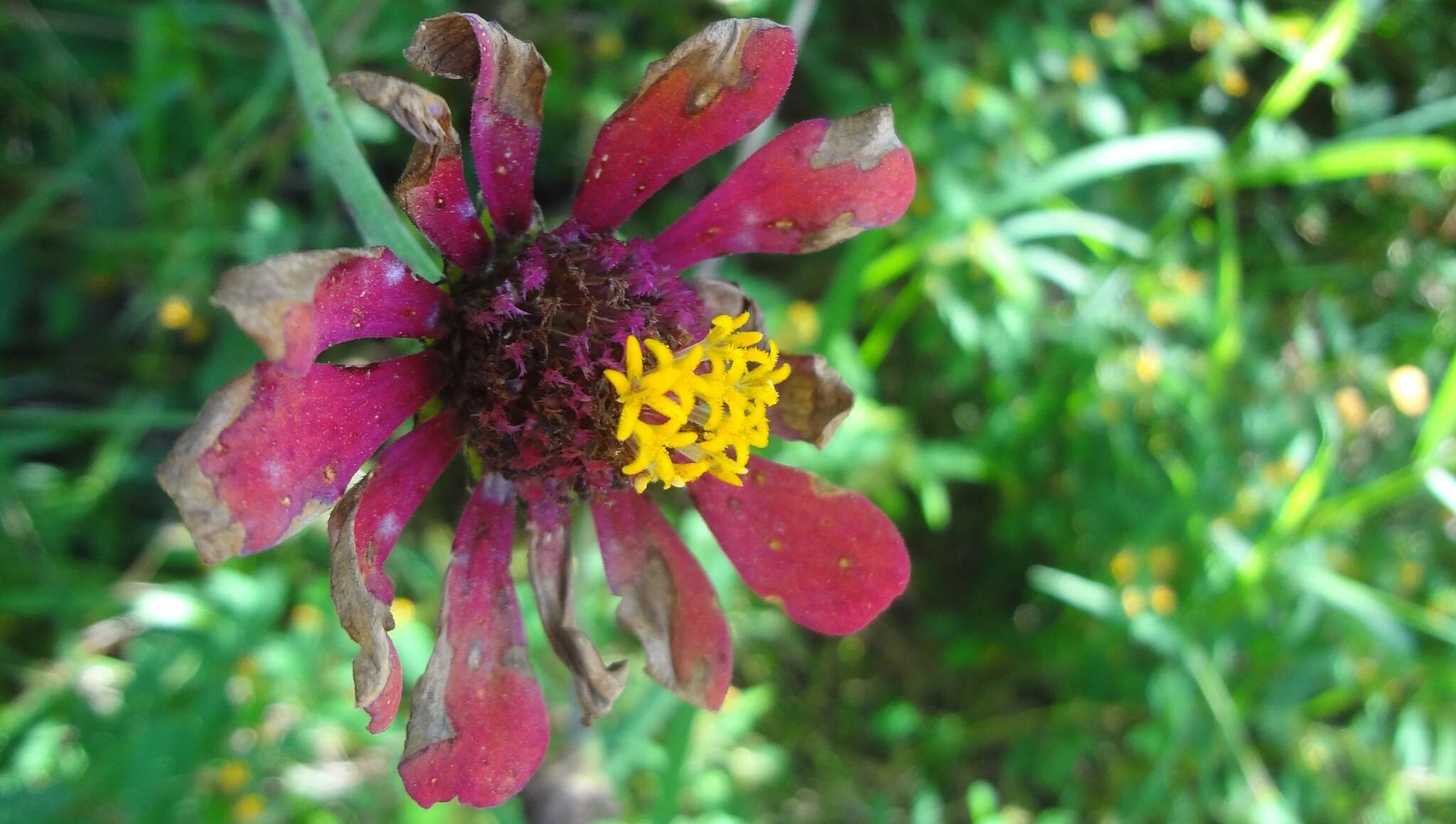 Imagem de Zinnia elegans Jacq.