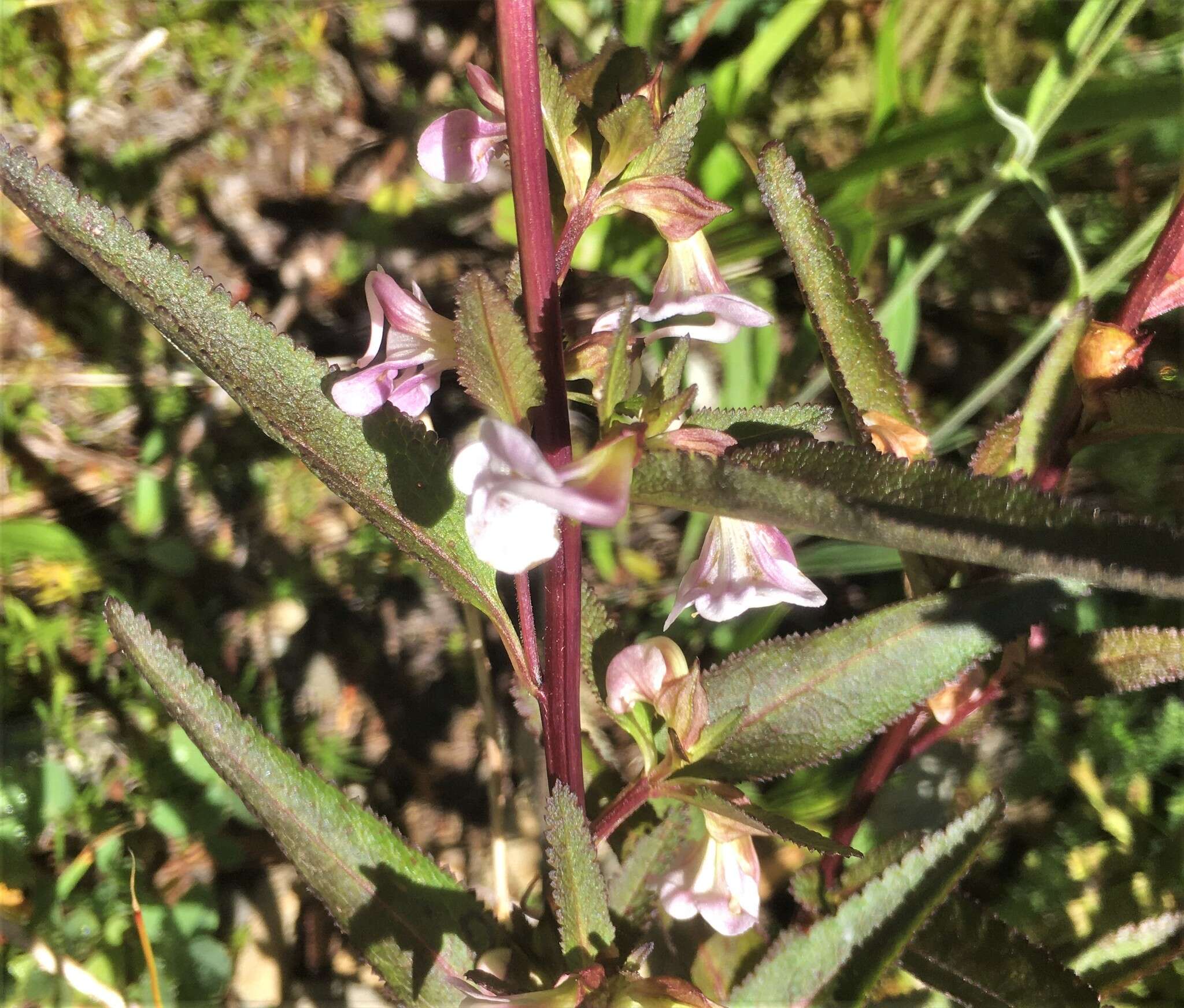 Imagem de Pedicularis racemosa subsp. racemosa