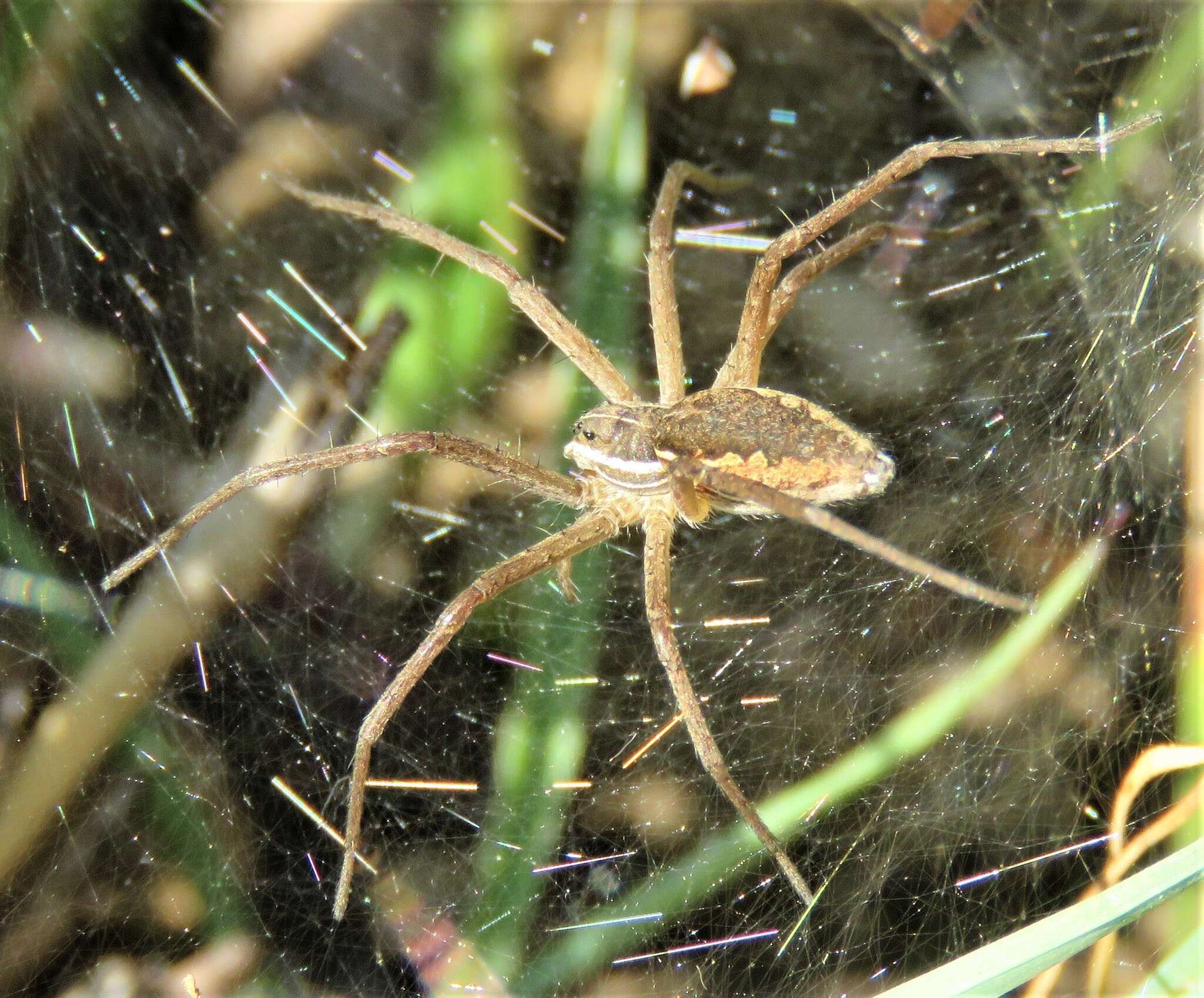 Слика од Euprosthenopsis vuattouxi Blandin 1977