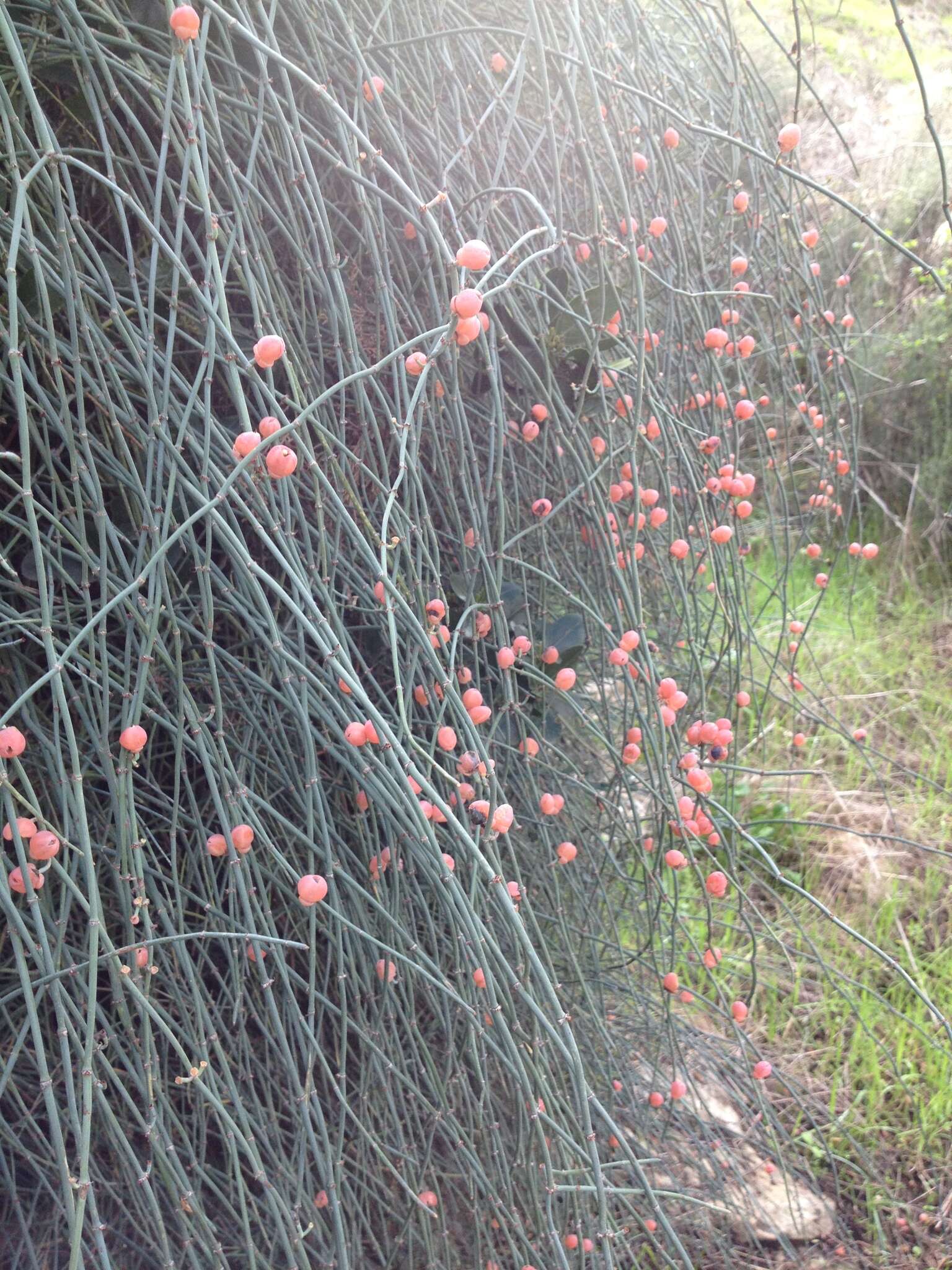 Plancia ëd Ephedra foeminea Forssk.