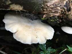 Image of Clitocybe semiocculta Cleland 1927