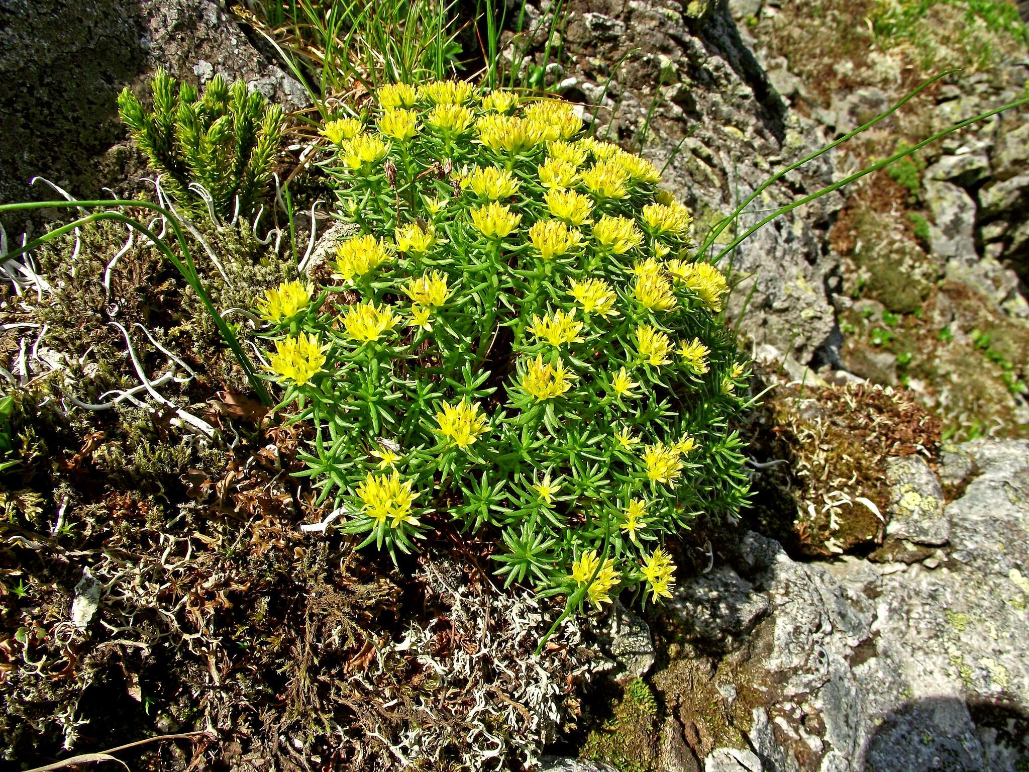 Image of Rhodiola quadrifida (Pallas) Fischer & Meyer