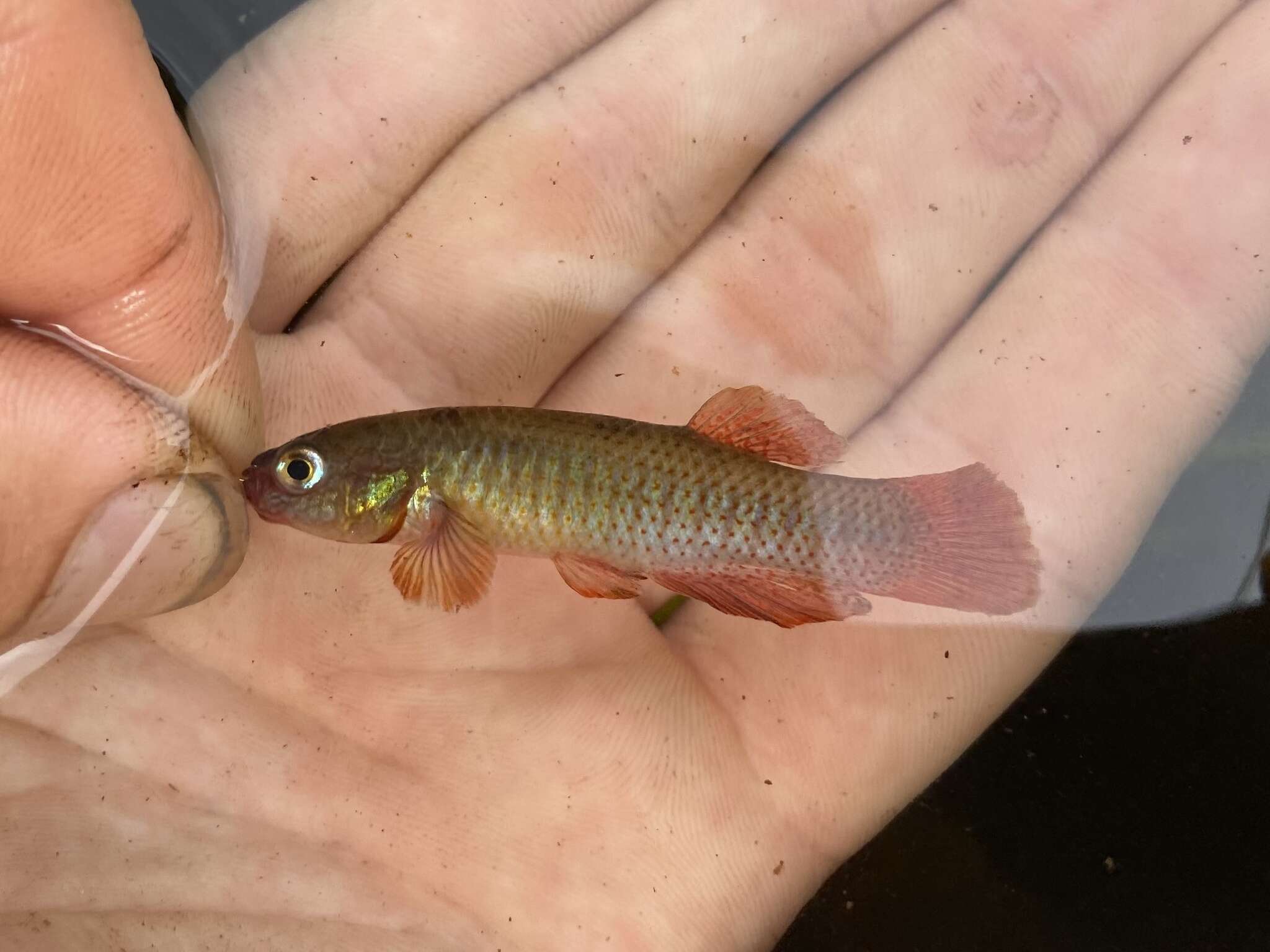 Image of Redface topminnow