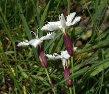 Слика од Dianthus cretaceus Adams