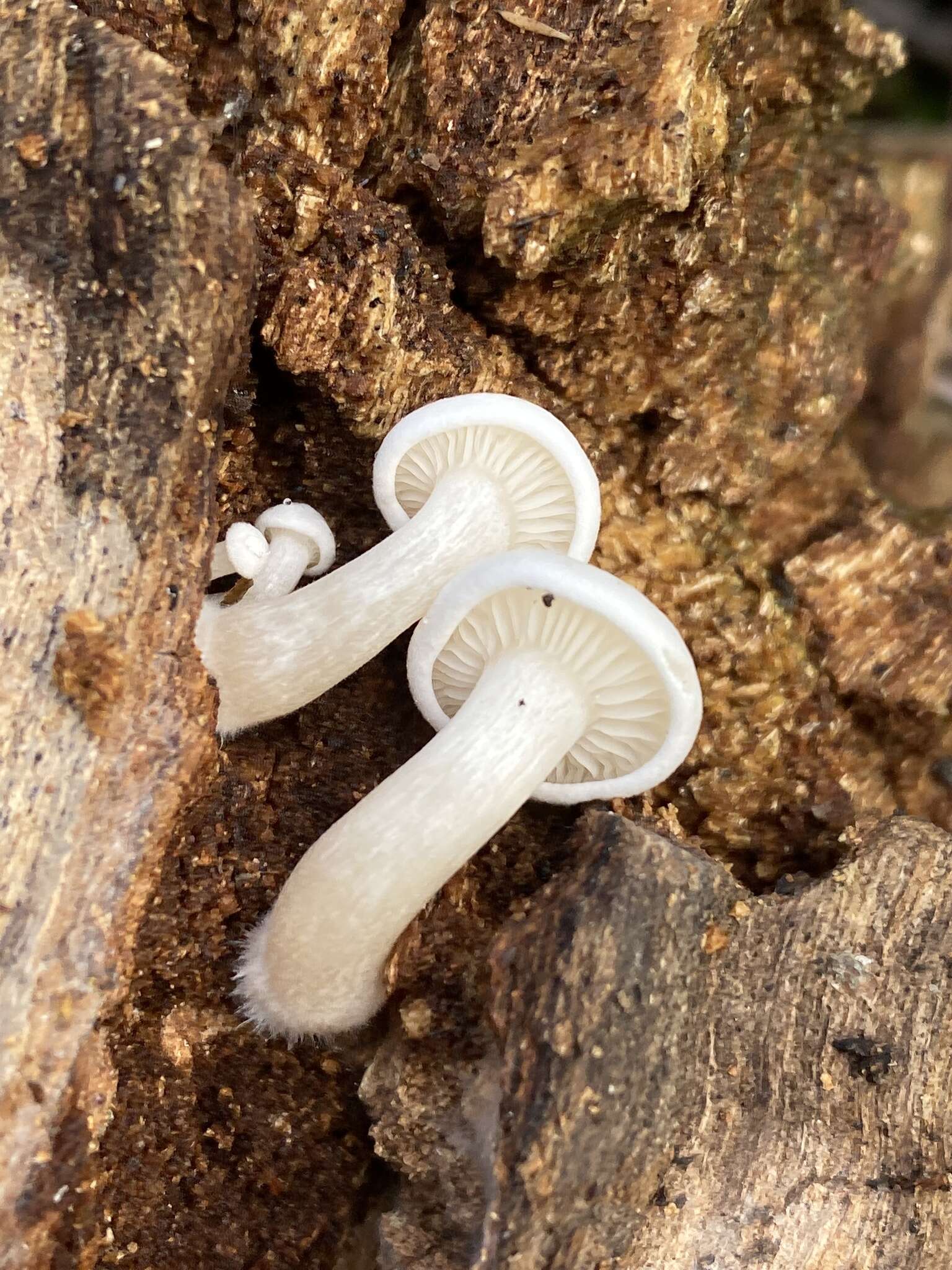 Clitocybe truncicola (Peck) Sacc. 1887 resmi