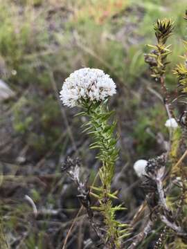 Image of Beautiful Blombush