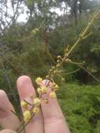 Image of Acacia ptychoclada Maiden & Blakely