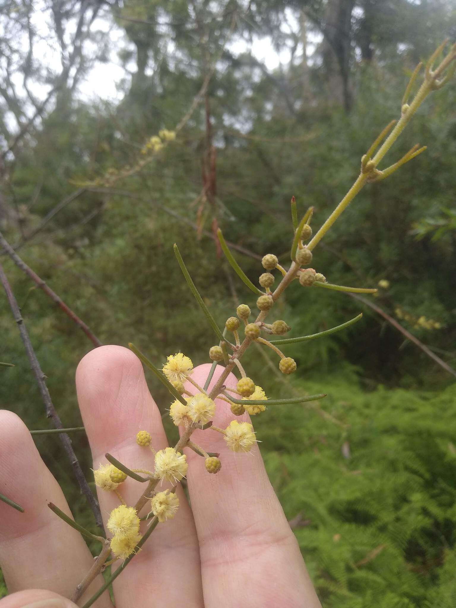 Image de Acacia ptychoclada Maiden & Blakely