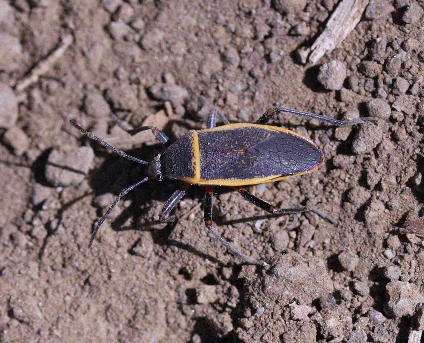 Largus californicus (Van Duzee 1923)的圖片