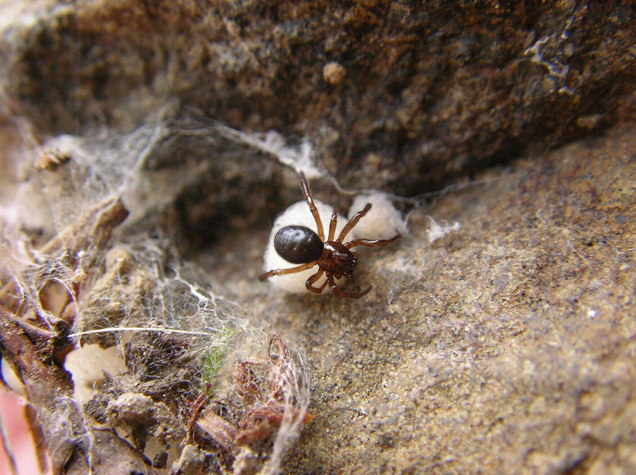 Image of Enoplognatha thoracica (Hahn 1833)