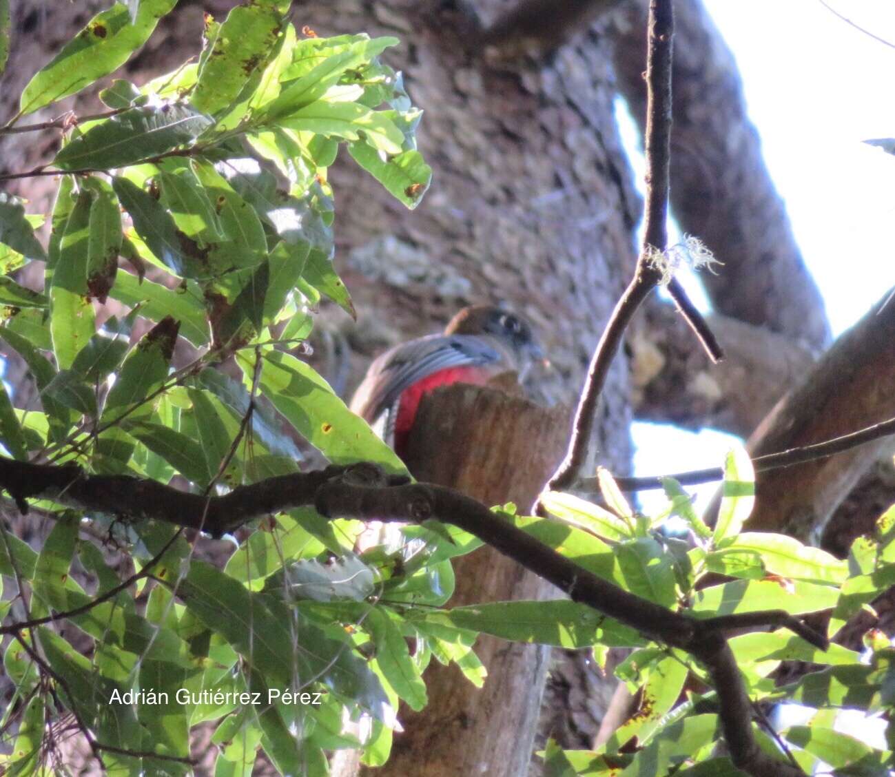 Image of Mountain Trogon