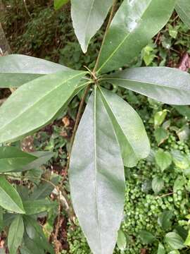 Image of Caribbean burn nose