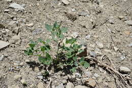 Image of Chenopodium sosnowskyi Kapeller