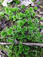 Image of Ontario rhodobryum moss