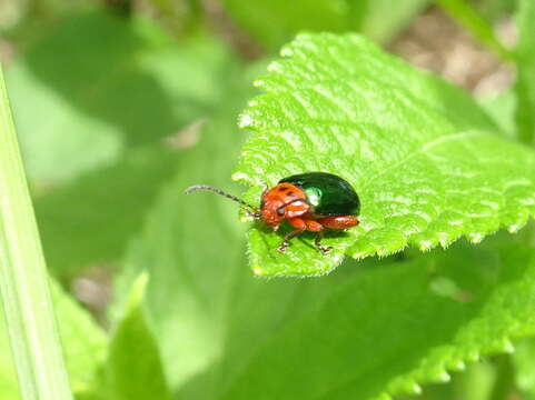 Image of flea beetle