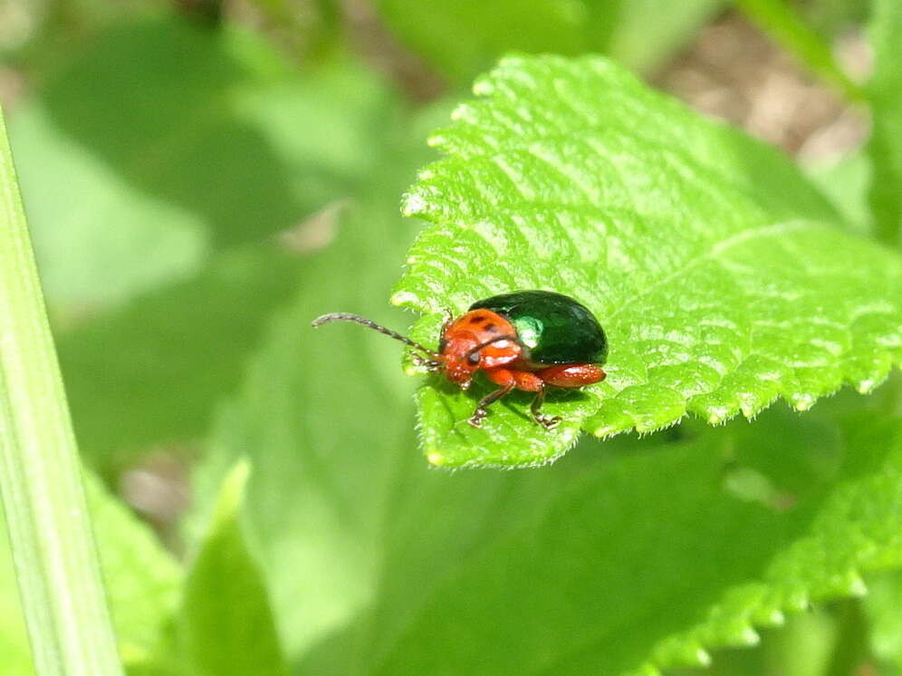 Image of flea beetle