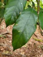 Image of Lithocarpus taitoensis (Hayata) Hayata