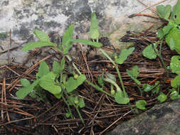 Image of Aristolochia paucinervis Pomel