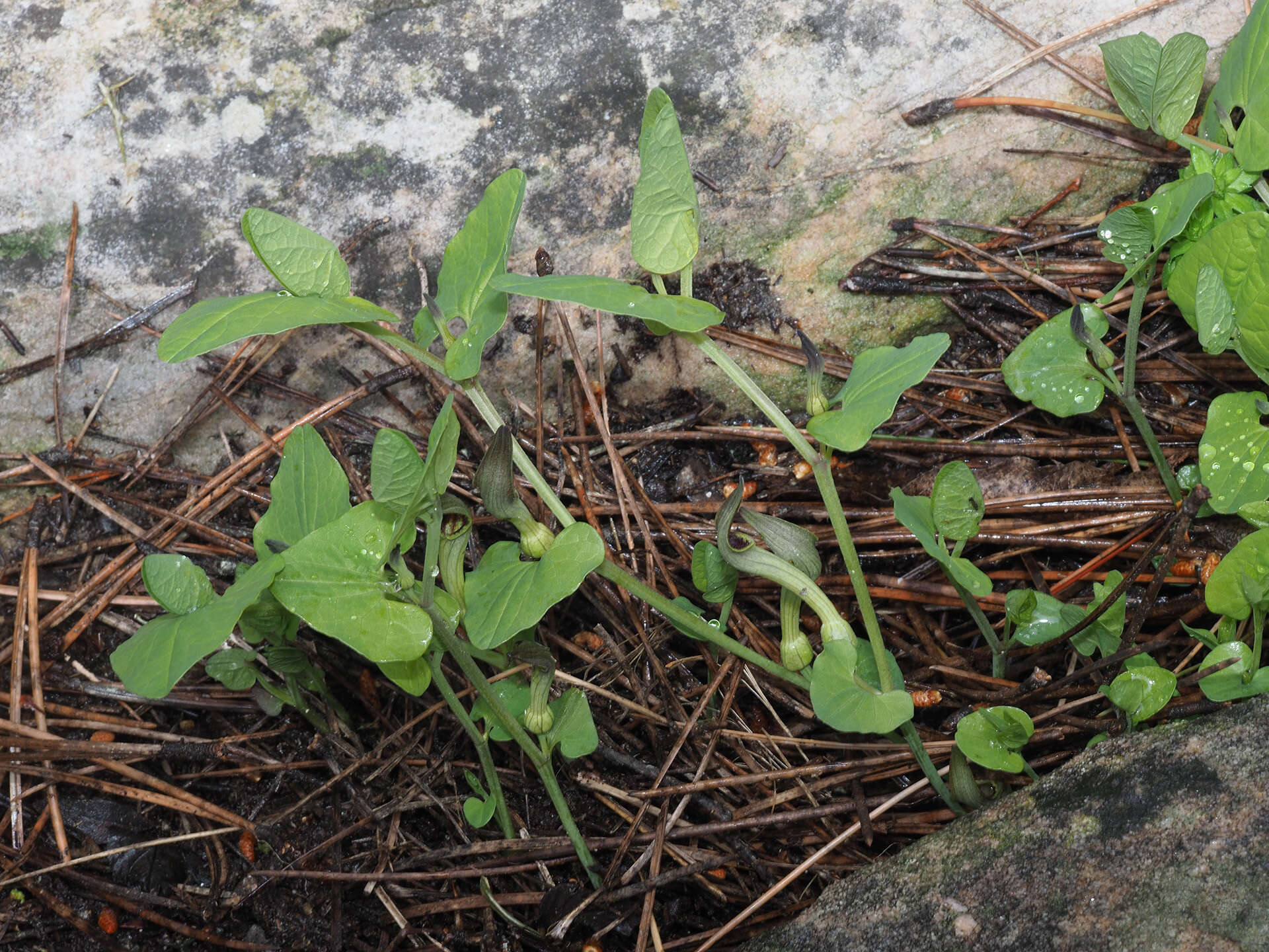 Image of Aristolochia paucinervis Pomel