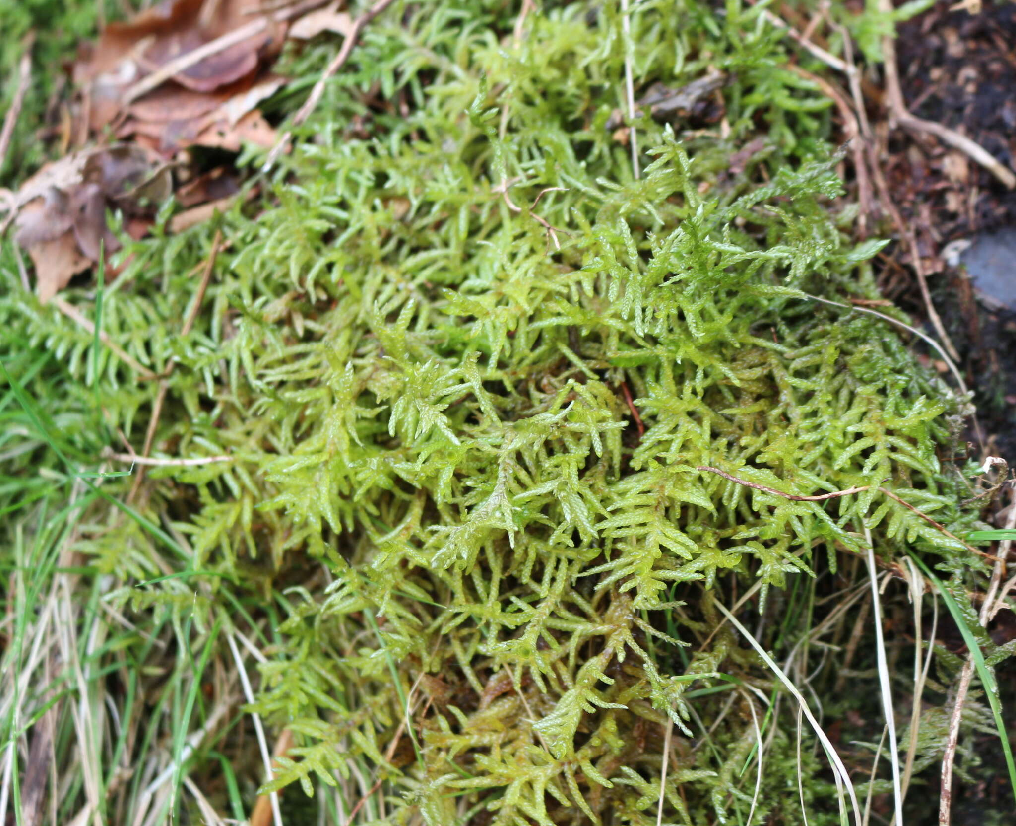 Image of pseudoscleropodium moss