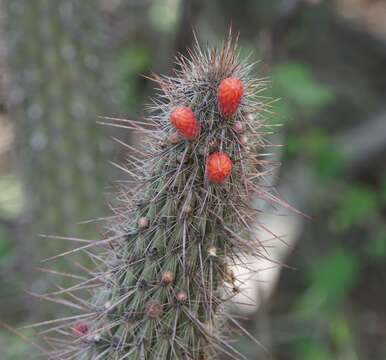 Image of Cleistocactus baumannii (Lem.) Lem.