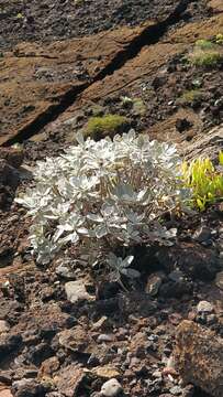 Image de Helichrysum obconicum DC.