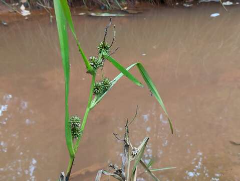 Image of Sparganium erectum subsp. microcarpum (Neuman) Domin