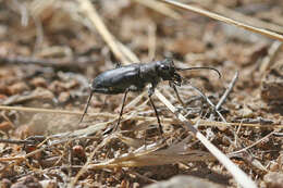 Image of Cicindela (Cicindela) plutonica Casey 1897