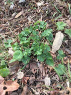 Ranunculus bulbosus L.的圖片