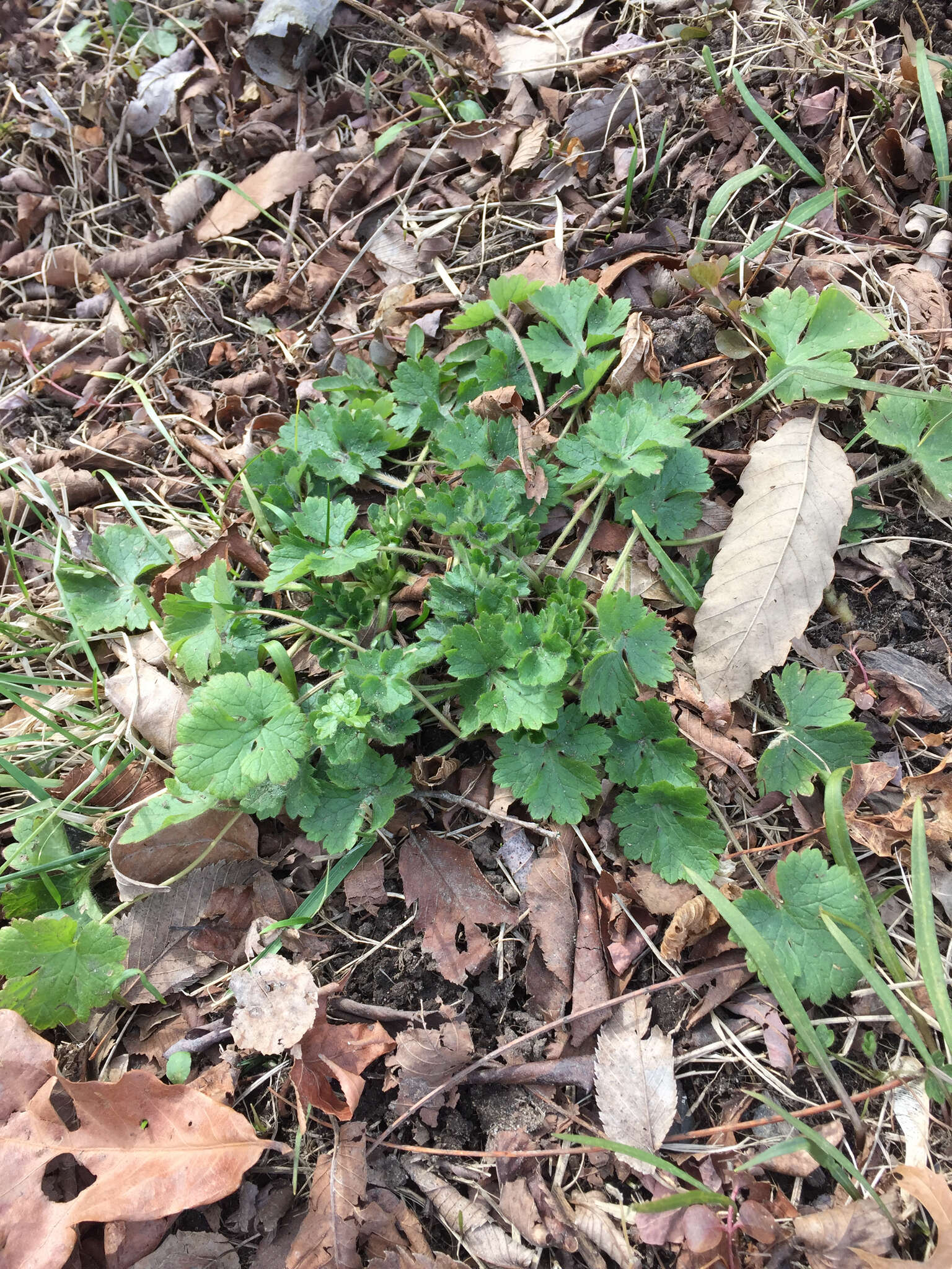 Ranunculus bulbosus L.的圖片