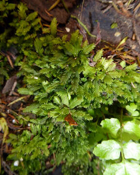 Image of fissidens moss