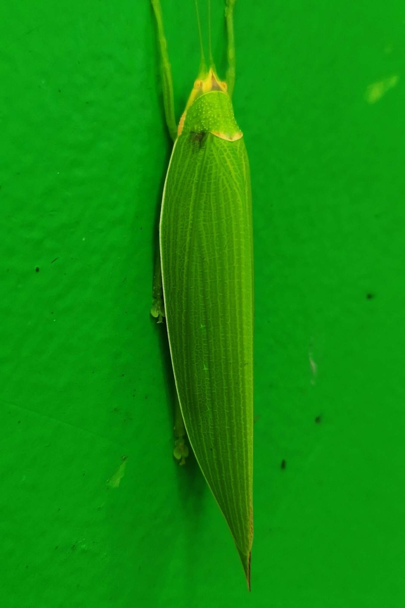 Image de Climacoptera parallela (Walker & F. 1869)