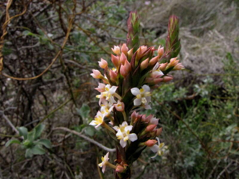 Image of Struthiola salteri Levyns