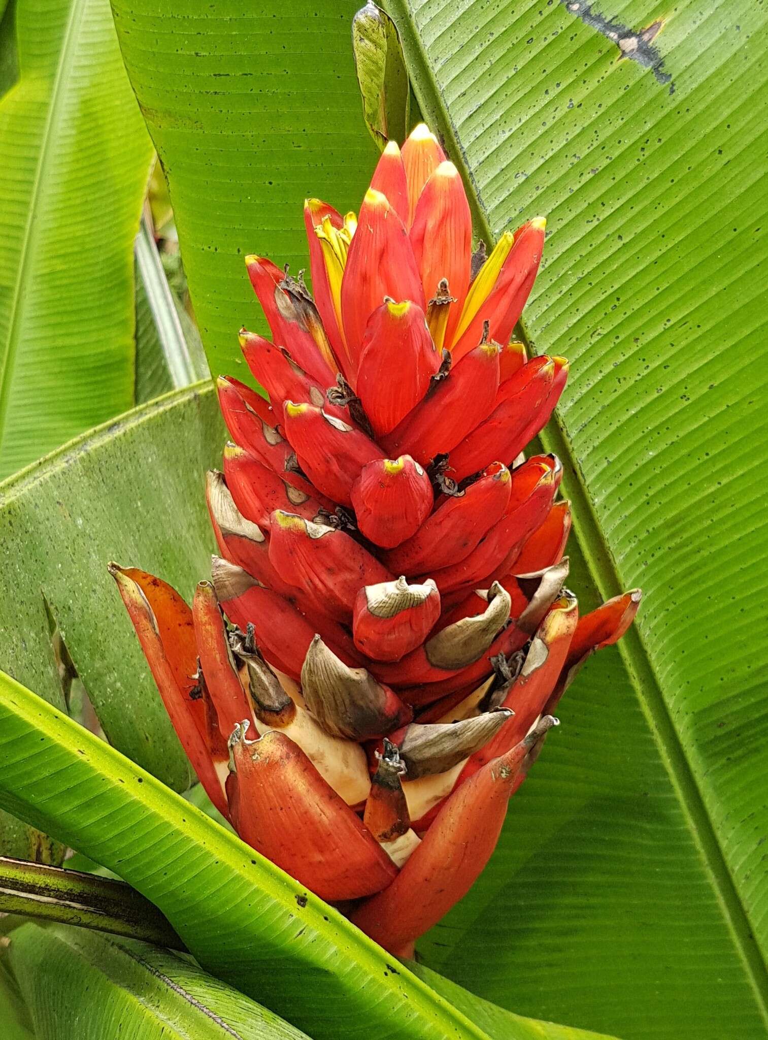 Image of Scarlet Banana