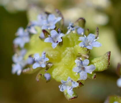 Plancia ëd Valerianella costata (Stev.) Betcke