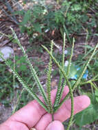 Image of Indian goosegrass