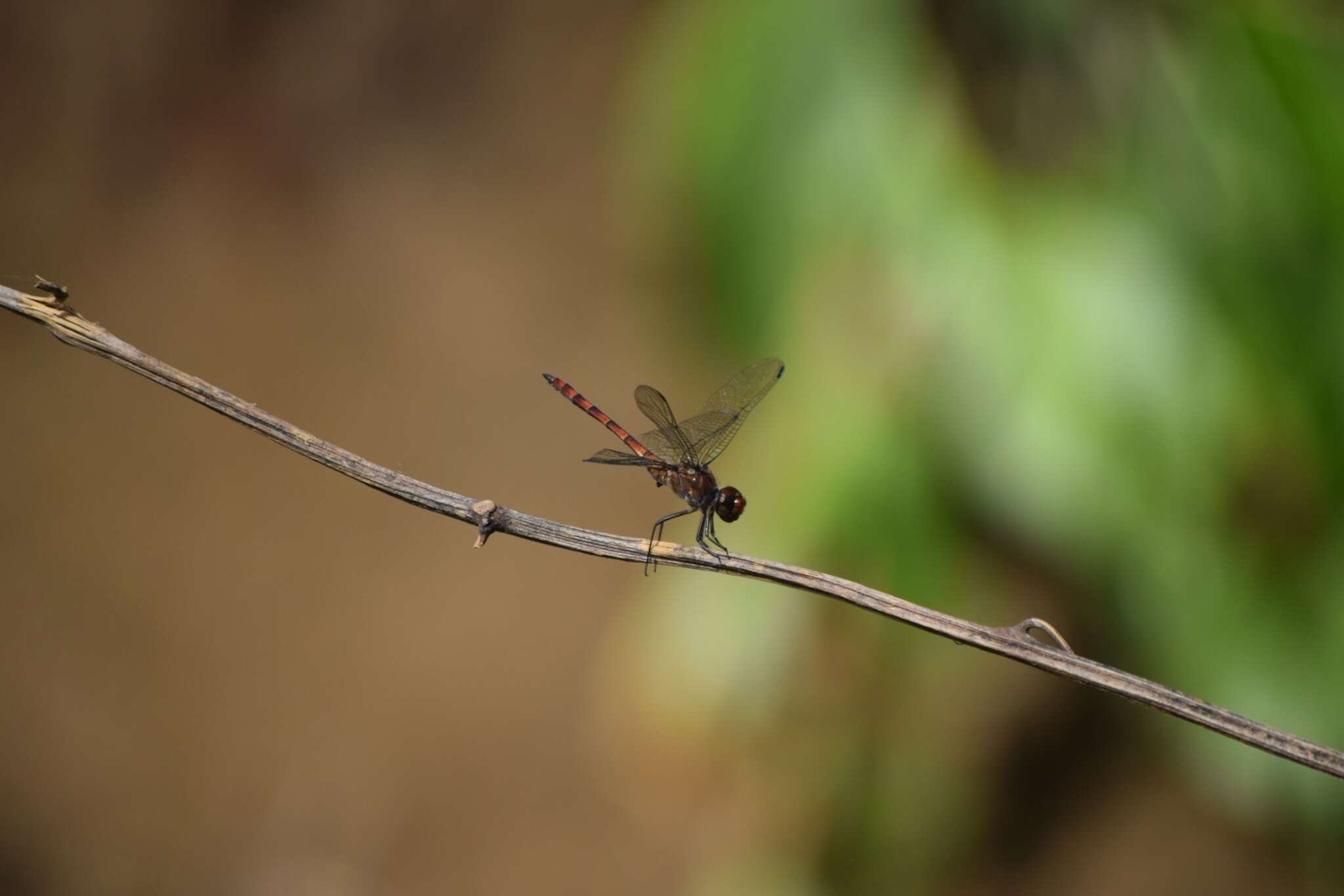 Sivun Elasmothemis cannacrioides (Calvert 1906) kuva