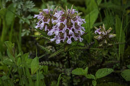 Imagem de Pedicularis stenocorys Franch.