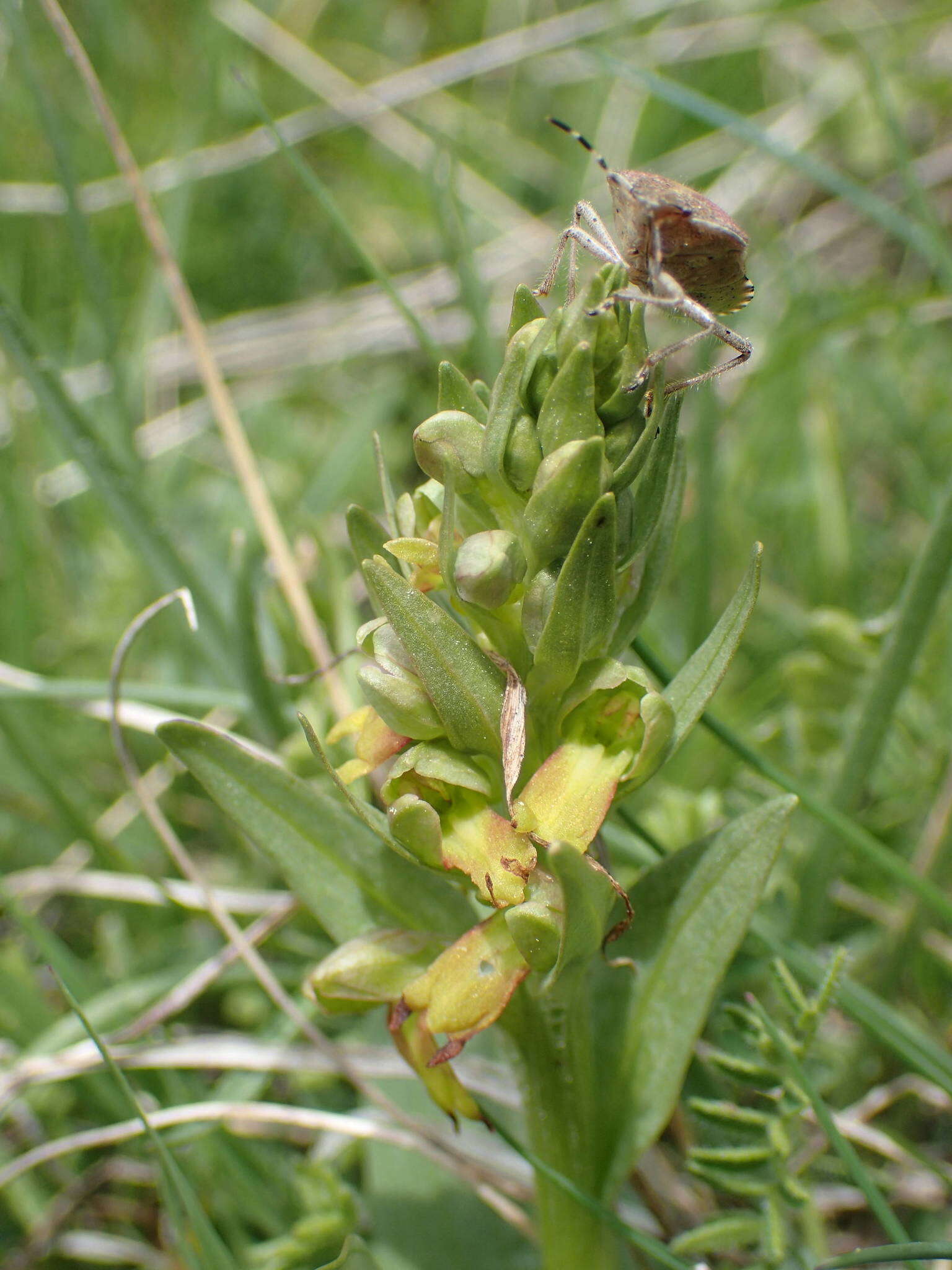 Plancia ëd Dactylorhiza viridis var. viridis