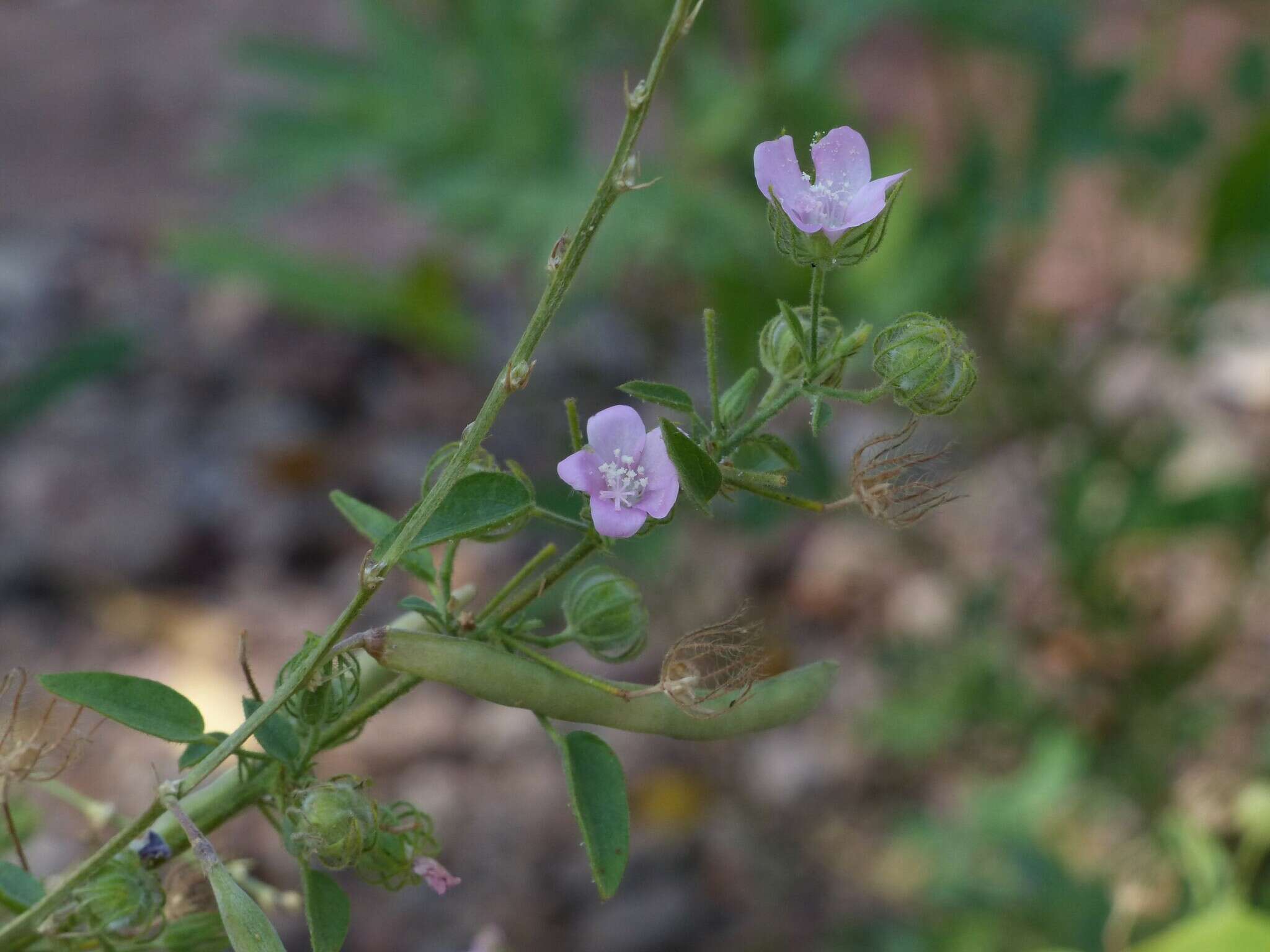 Image of Pavonia arabica Hochst. ex Steud.