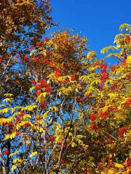 Image of red elder