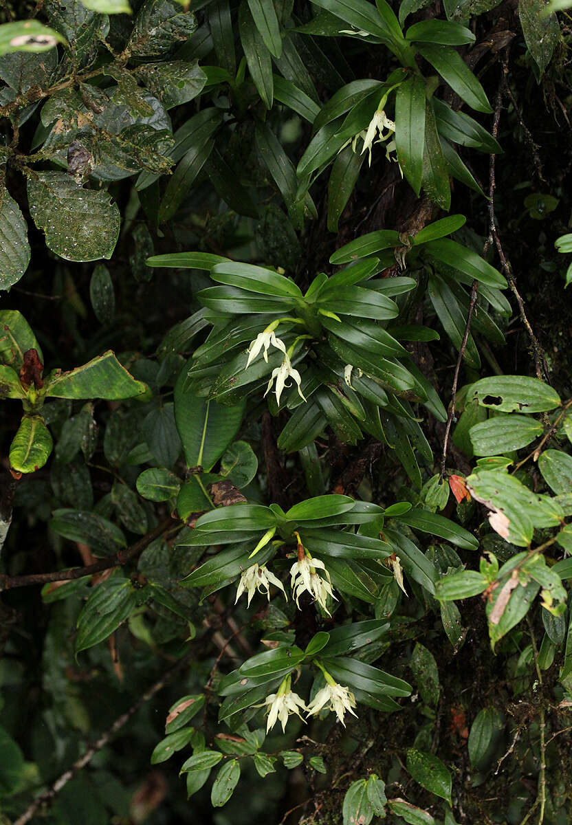 Image of Maxillaria inaudita Rchb. fil.