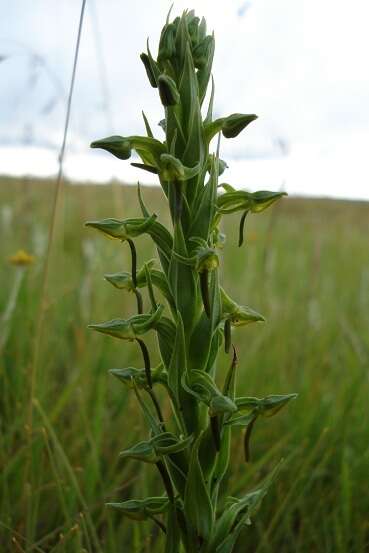 Image of Habenaria anguiceps Bolus