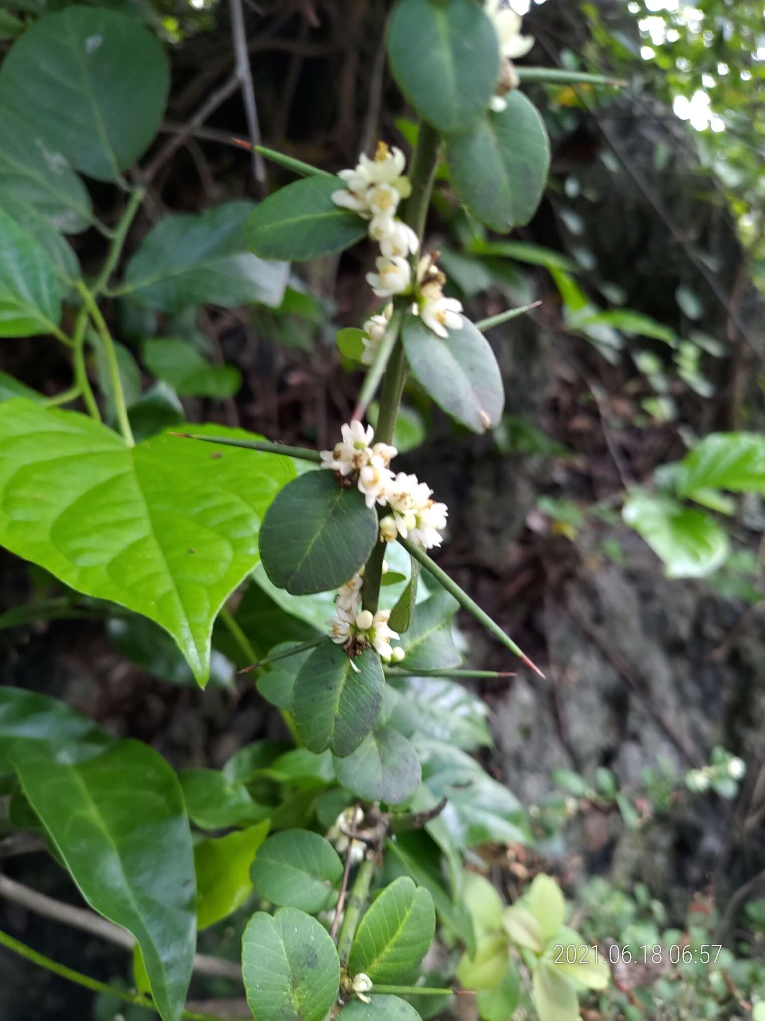 Atalantia buxifolia (Poir.) Oliv. resmi