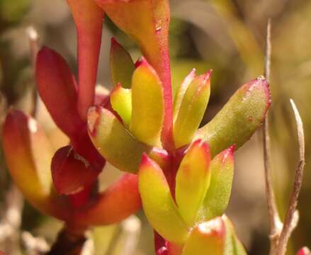 صورة Lampranthus pauciflorus (L. Bol.) N. E. Br.