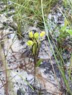 Image of Savannah Milkweed