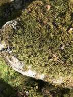 Image of racomitrium moss