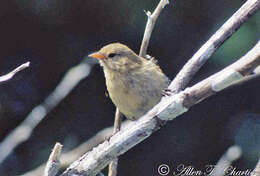 Image of Grey Warbler-Finch